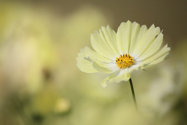 Обои картинки фото цветы, космея, макро