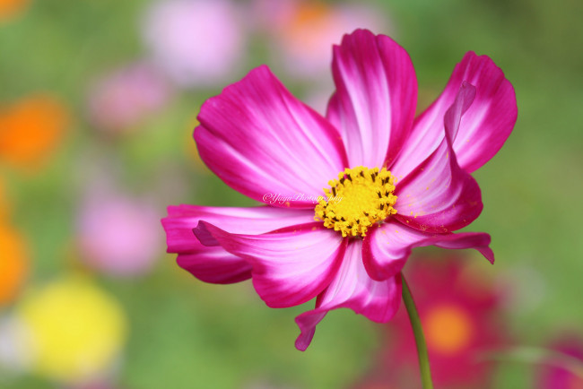 Обои картинки фото цветы, космея, макро