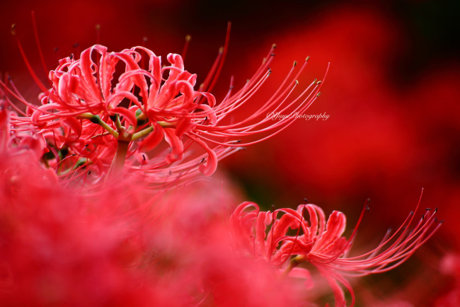 Обои картинки фото цветы, лилии,  лилейники