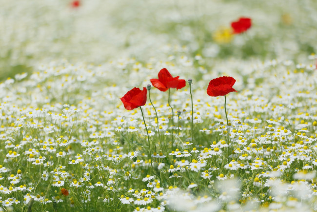 Обои картинки фото цветы, разные вместе, маки, ромашки