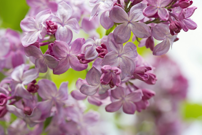 Обои картинки фото цветы, сирень, весна, макро