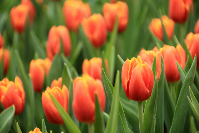 Обои картинки фото цветы, тюльпаны