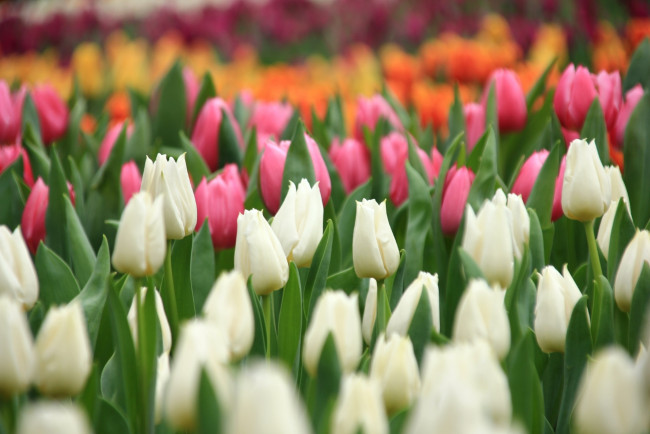 Обои картинки фото цветы, тюльпаны
