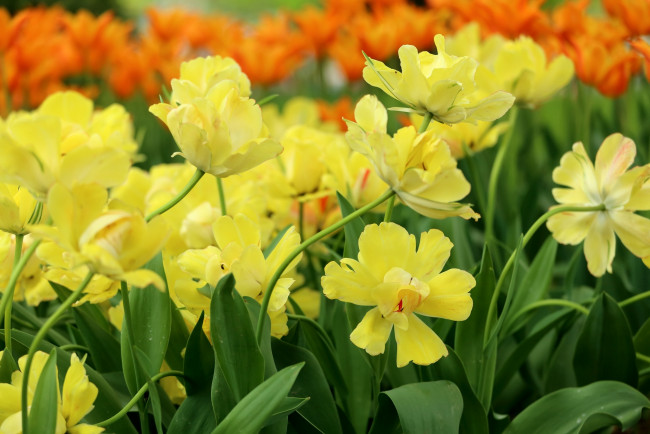 Обои картинки фото цветы, тюльпаны