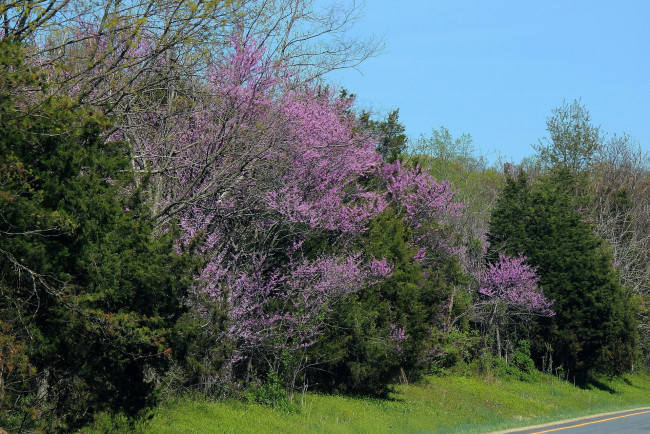 Обои картинки фото природа, деревья, весна