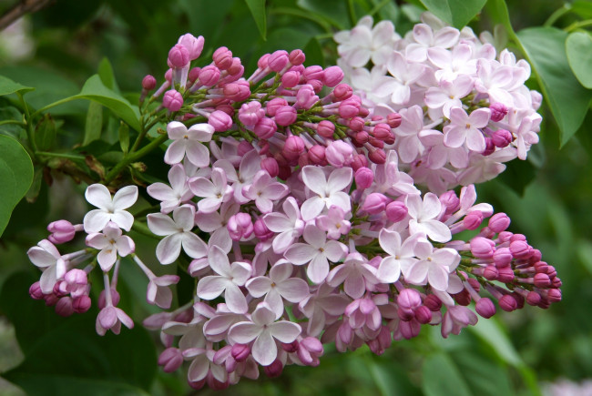 Обои картинки фото цветы, сирень