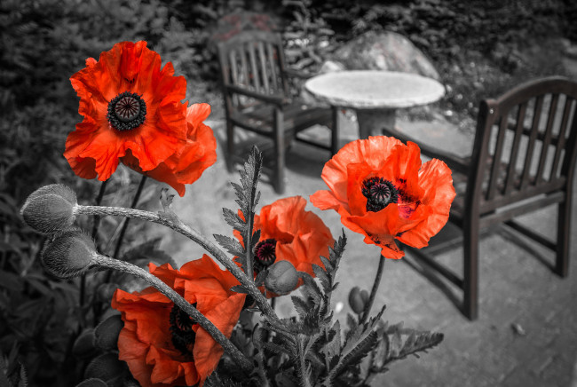 Обои картинки фото цветы, маки