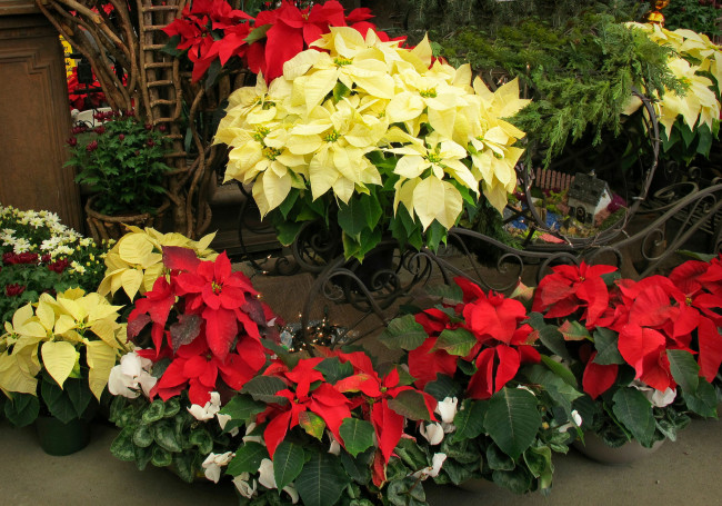 Обои картинки фото цветы, кусты, листья