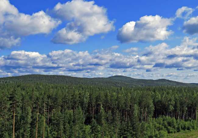 Обои картинки фото тайга, природа, лес, урал