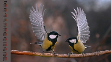 Картинка календари животные птица синица