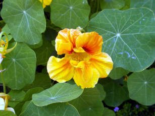 обоя цветы, настурции, желтый