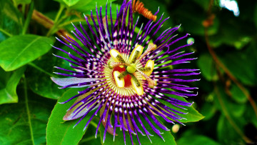 обоя цветы, пассифлора, макро