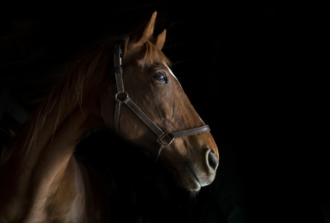 Обои картинки фото животные, лошади, фон, конь