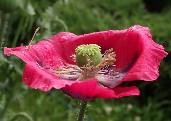 Обои картинки фото цветы, маки, капли, макро