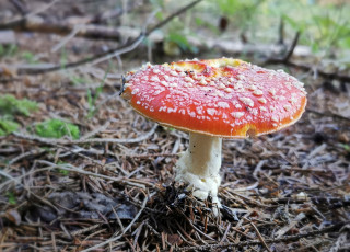 Картинка природа грибы +мухомор мухомор