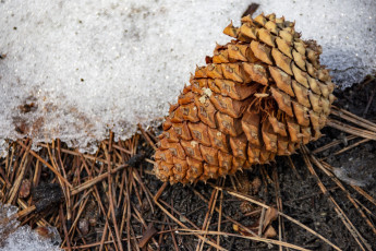 Картинка природа шишки +жёлуди +каштаны шишка