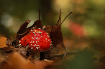 Картинка природа грибы +мухомор мухомор