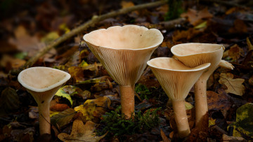 Картинка природа грибы грибная семейка