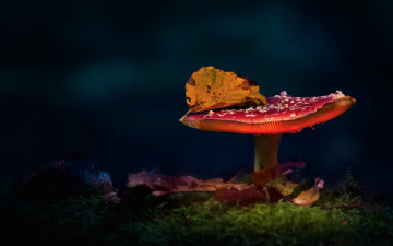Картинка природа грибы +мухомор мухомор