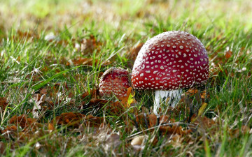 Картинка природа грибы +мухомор мухомор