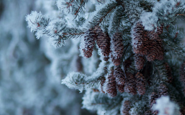 Картинка природа шишки +жёлуди +каштаны