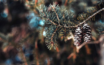 Картинка природа шишки +жёлуди +каштаны