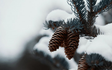 Картинка природа шишки +жёлуди +каштаны