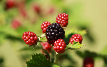 обоя природа, ягоды, ежевика