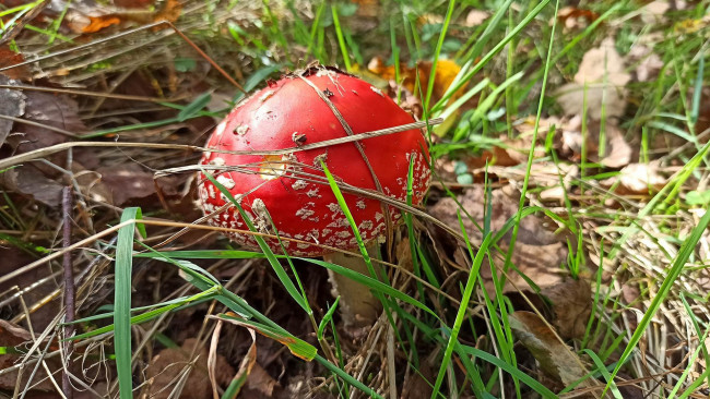 Обои картинки фото природа, грибы,  мухомор, мухомор