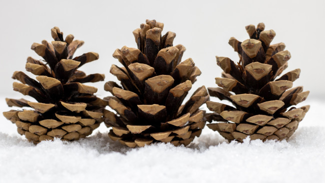 Обои картинки фото природа, шишки,  жёлуди,  каштаны