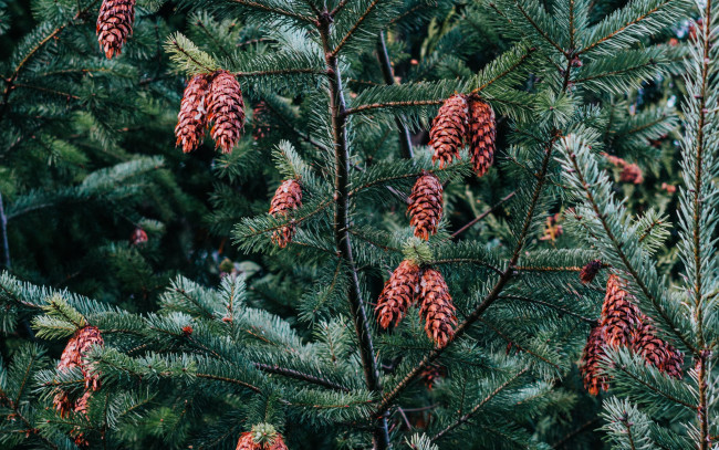 Обои картинки фото природа, шишки,  жёлуди,  каштаны