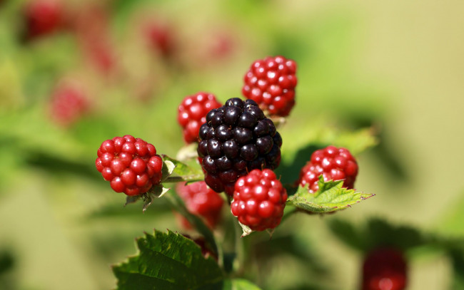 Обои картинки фото природа, ягоды, ежевика