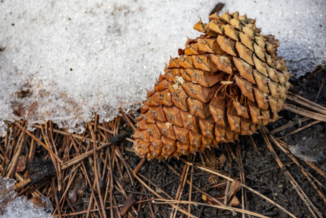 Обои картинки фото природа, шишки,  жёлуди,  каштаны, шишка