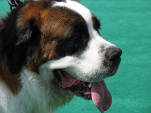 Картинка животные собаки