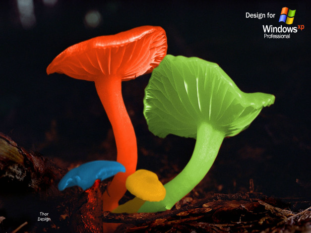 Обои картинки фото компьютеры, windows, xp