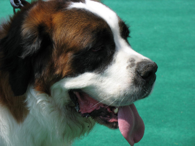 Обои картинки фото животные, собаки