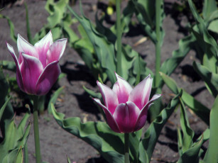 Картинка цветы тюльпаны