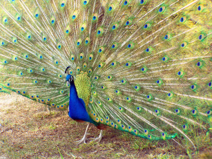 Картинка павлин животные павлины