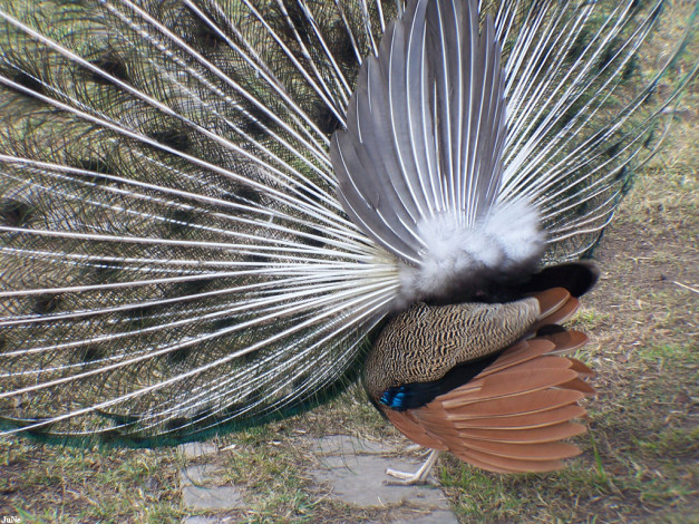 Обои картинки фото павлин, игнорирующий, публику, животные, павлины