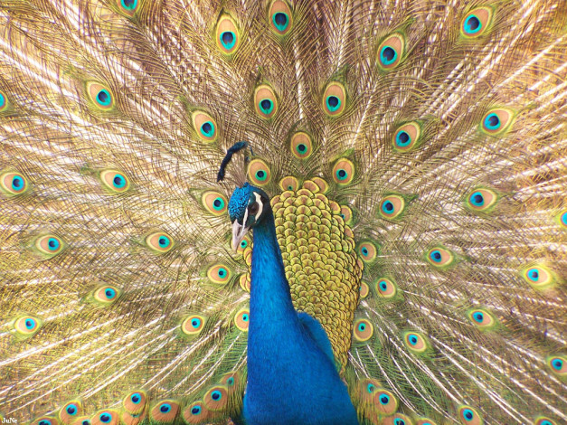 Обои картинки фото павлин, животные, павлины