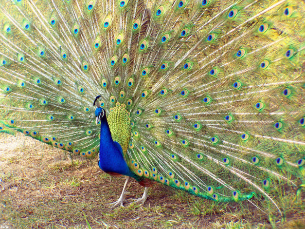 Обои картинки фото павлин, животные, павлины