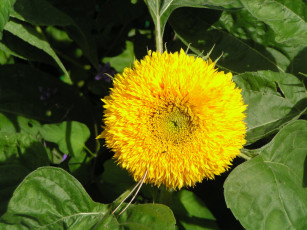 Картинка цветы подсолнухи