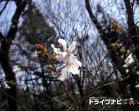 Картинка цветы цветущие деревья кустарники