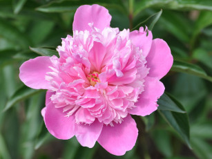 обоя цветы, пионы