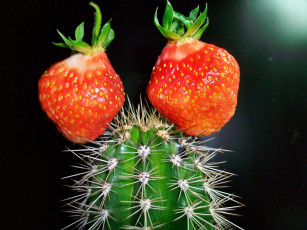 Картинка еда клубника земляника