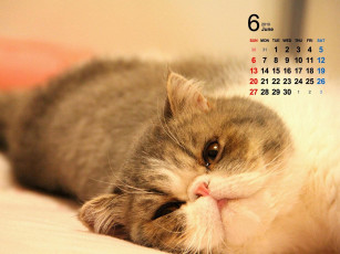 Картинка календари животные