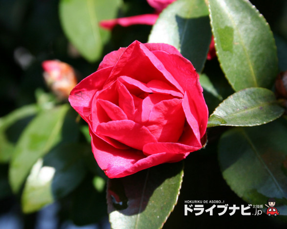 Обои картинки фото цветы, камелии