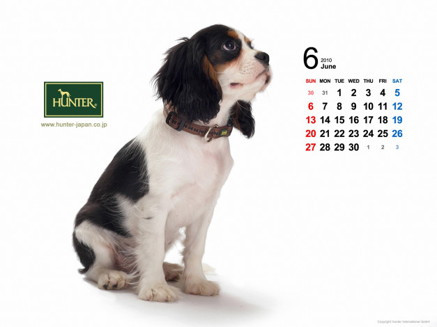 Обои картинки фото бренды, hunter