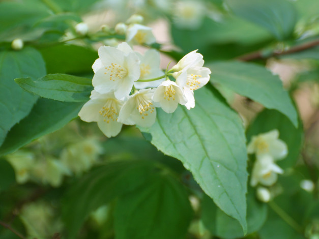 Обои картинки фото цветы, жасмин