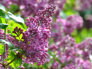 Картинка цветы сирень